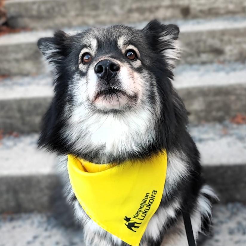 Etelä-Pohjanmaan Kennelliiton lukukoira Lempi.