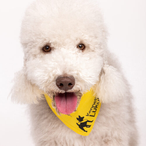 Etelä-Pohjanmaan Kennelliiton lukukoira Retu.